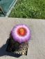 Preview: Thelocactus bicolor